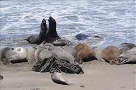 Elephant Seal View